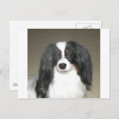 Phalene Papillon Briefkaart (Voorkant / Achterkant)