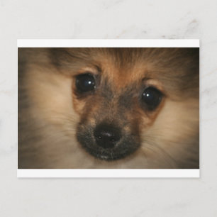Phantom Dog Briefkaart