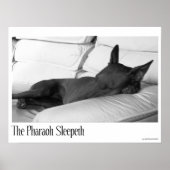 Pharaoh Hound | Pharoah Sleepeth Poster (Voorkant)