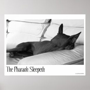 Pharaoh Hound   Pharoah Sleepeth Poster