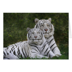 Phase blanche, Tigre du Bengale, Tigris