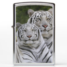 phase blanche, Tigre du Bengale, Tigris