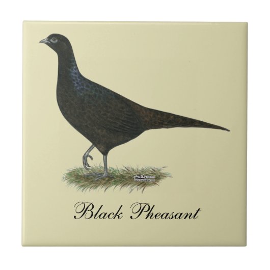Pheasant Black Hen Tegeltje (Voorkant)