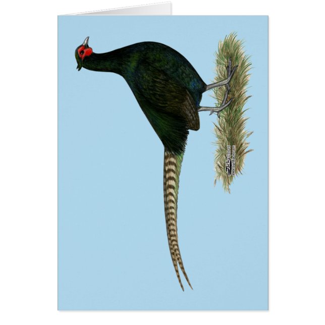 Pheasant Black Rooster (Voorkant)