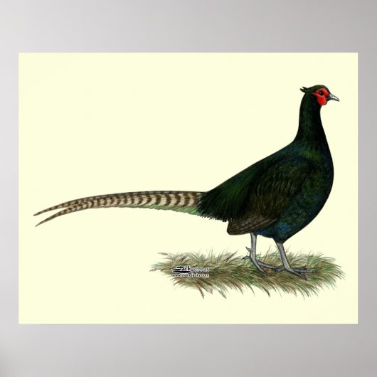 Pheasant Black Rooster Poster (Voorkant)