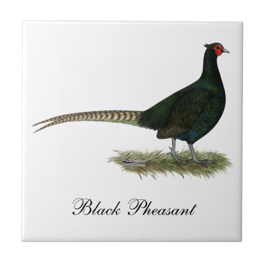 Pheasant Black Rooster Tegeltje (Voorkant)