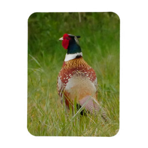 Pheasant Magnet Magneet