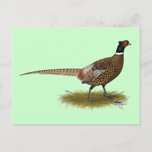 Pheasant Rooster Briefkaart (Voorkant)