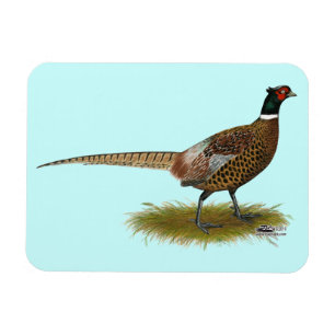 Pheasant Rooster Magneet