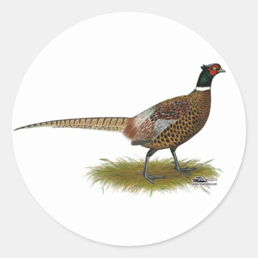 Pheasant Rooster Ronde Sticker (Voorkant)