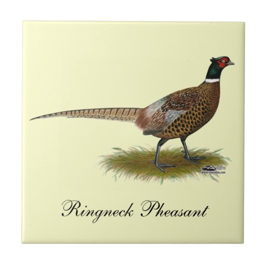 Pheasant Rooster Tegeltje (Voorkant)