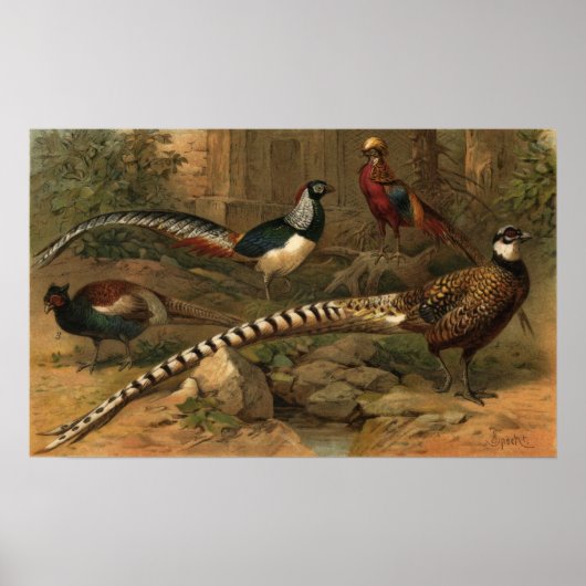 Pheasants Canvas Print (Voorkant)