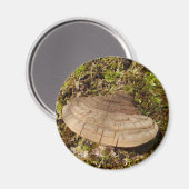 Phellinus igniarius Magnet de champignon (Recto/Verso)