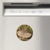 Phellinus igniarius Magnet de champignon (In Situ (Lave-vaisselle))