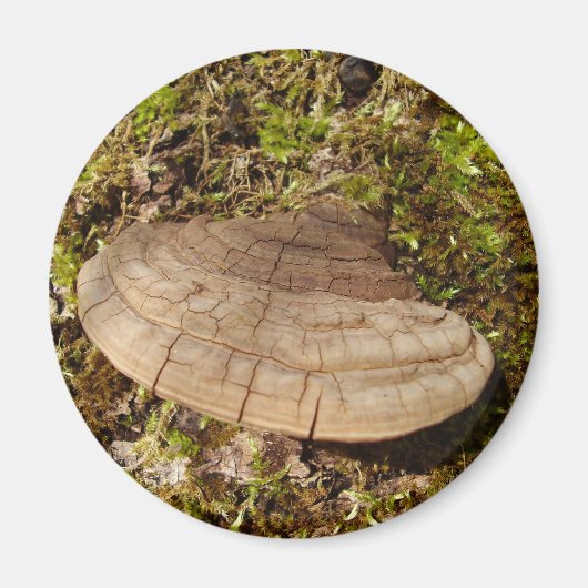 Phellinus igniarius Magnet de champignon (Devant)