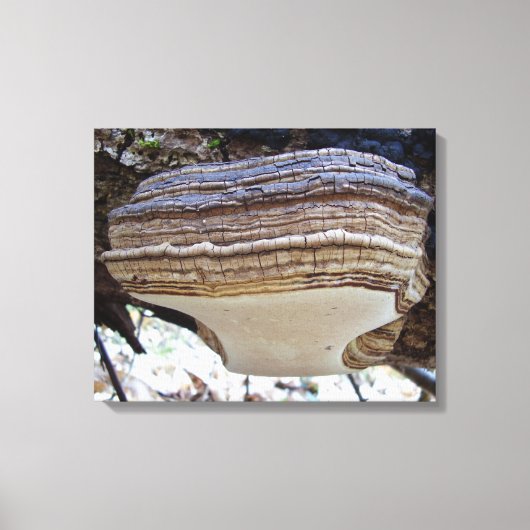 Phellinus igniarius Mushroom Canvas Afdrukken (Voorkant)