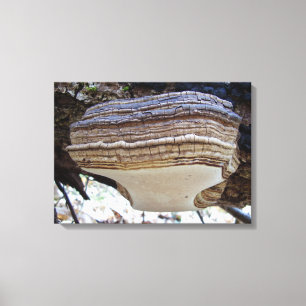 Phellinus igniarius Mushroom Canvas Afdrukken
