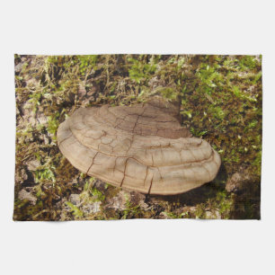 Phellinus igniarius Mushroom Thea Theedoek