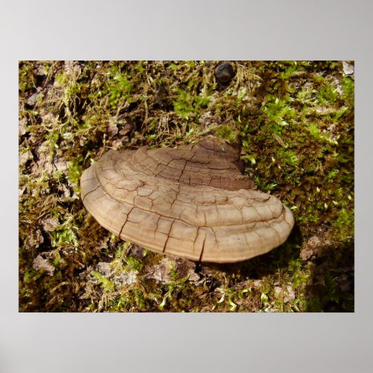 Phellinus igniarius Poster van paddenstoelen (Voorkant)