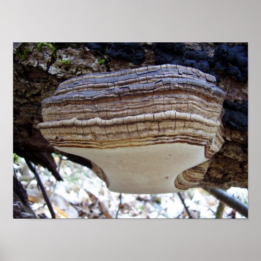 Phellinus igniarius Poster van paddenstoelen (Voorkant)