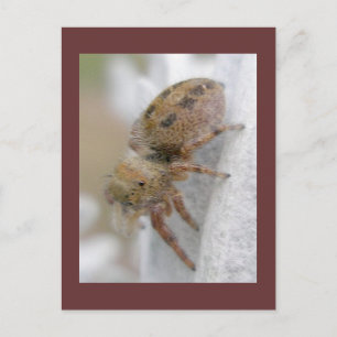 Phidippus clarus Jumping Spider Briefkaart