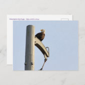 Philadelphia Bald Eagle Briefkaart (Voorkant / Achterkant)