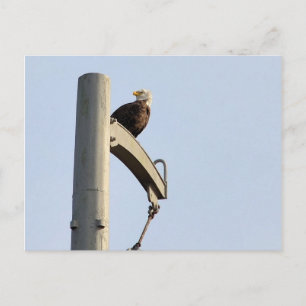Philadelphia Bald Eagle Briefkaart