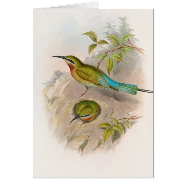 Philippine Bee-Eater (1850-1883) (Voorkant)