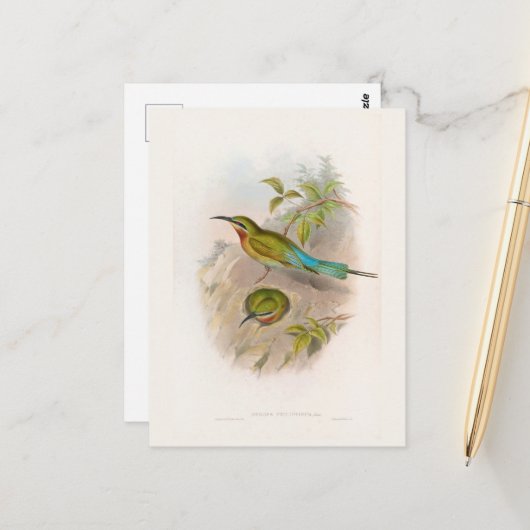Philippine Bee-Eater (1850-1883) Briefkaart (Voorkant / Achterkant in situ)