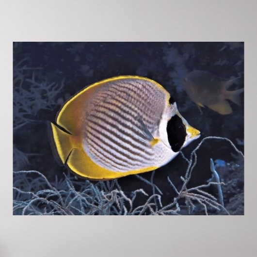 Philippine Butterflyfish Poster (Voorkant)