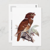Philippine Frogmouth Briefkaart (Voorkant / Achterkant)