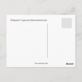 Philippine Frogmouth Briefkaart (Achterkant)