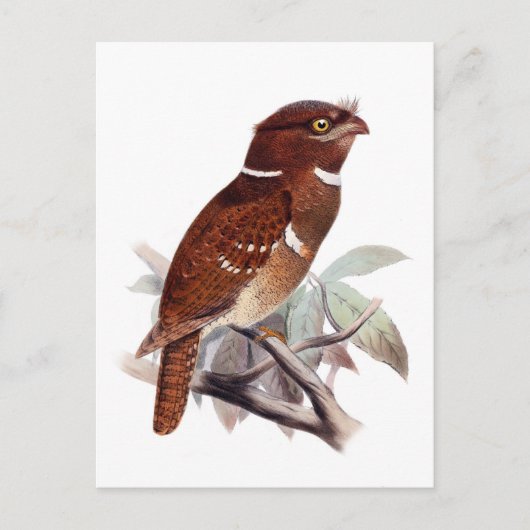 Philippine Frogmouth Briefkaart (Voorkant)