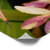 Philippine Ground Orchids Poster (Hoek)