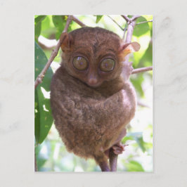 Philippine Tarsier Briefkaart