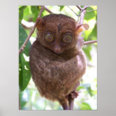 Philippine Tarsier Print (Voorkant)