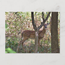 Philly Whitetail Fawn Briefkaart