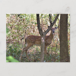 Philly Whitetail Fawn Briefkaart