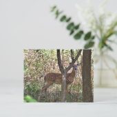 Philly Whitetail Fawn Briefkaart (Staand voorkant)