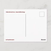 Philly Whitetail Fawn Briefkaart (Achterkant)