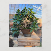 Phipps Conservatory Bonsai Tree Briefkaart (Voorkant)