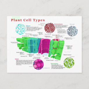 Phloem Xylem Sclerenchyma Collenchyma Leaf Briefkaart