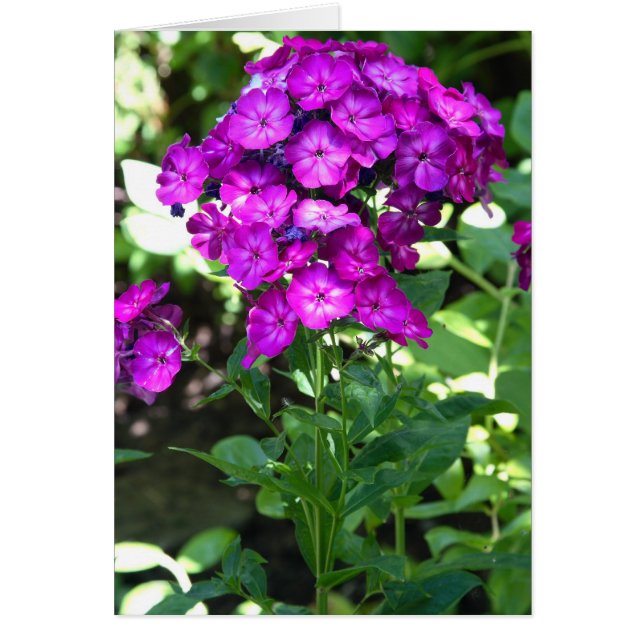 Phlox (Devant)