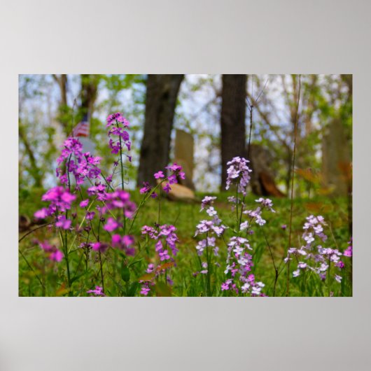 Phlox bij een begraafplaats poster (Voorkant)