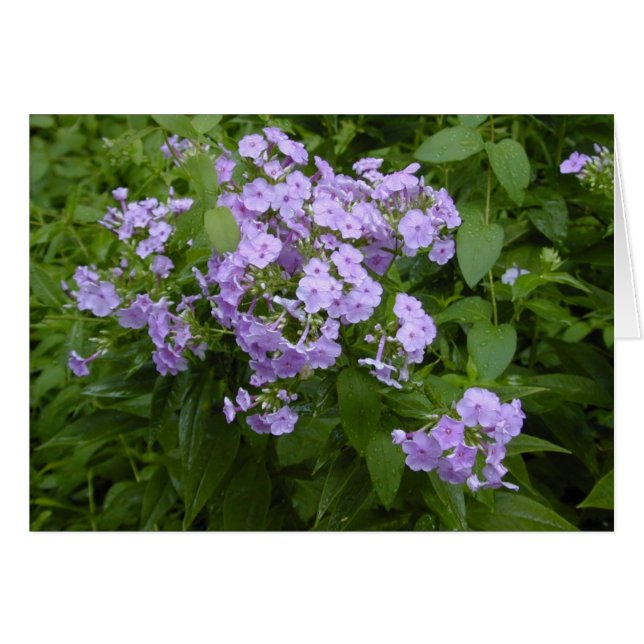 Phlox bloesems kaart (Voorkant Horizontaal)