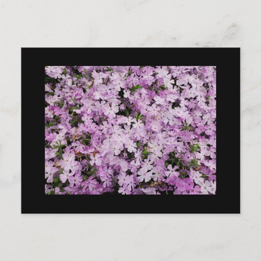Phlox Briefkaart (Voorkant)