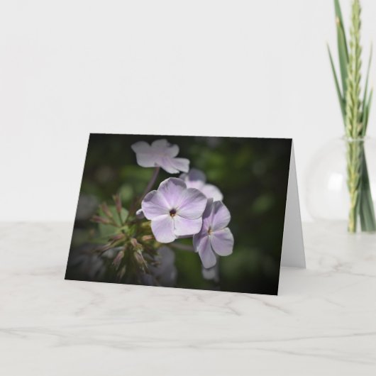 Phlox, carte (Devant)