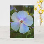 Phlox, carte (Fleur jaune)