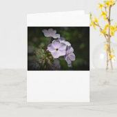 Phlox, carte (Fleur jaune)