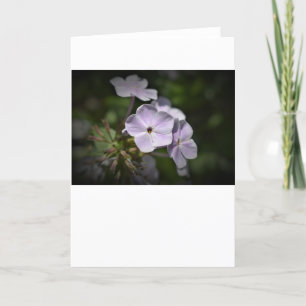 Phlox, carte